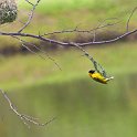 slides/IMG_3676P.jpg southern masked, weaver, bird, colour, feather, nest, safari, zambesi, zambia, wildlife SAVF18 - Victoria Falls - Southern Masked Weaver Birds